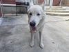 adoptable Dog in  named BRODY