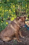 adoptable Dog in  named CANELO