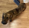 adoptable Dog in  named LOLA