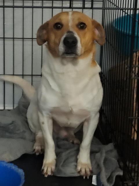 adoptable Dog in San Antonio, TX named GEORGE