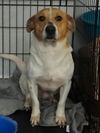 adoptable Dog in  named GEORGE