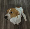 adoptable Dog in  named LILIANA