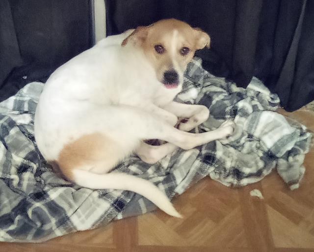 adoptable Dog in San Antonio, TX named COCO