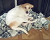 adoptable Dog in  named COCO