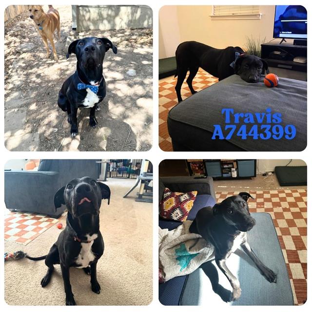 adoptable Dog in San Antonio, TX named TRAVIS