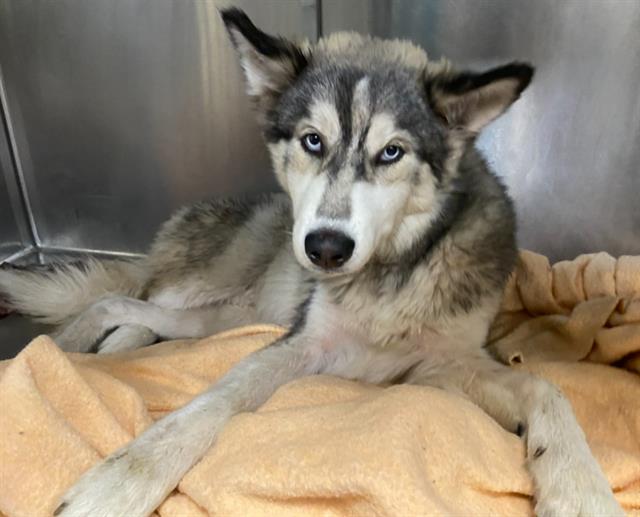 adoptable Dog in San Antonio, TX named BALTO