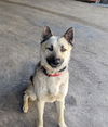 adoptable Dog in  named RAGNAR