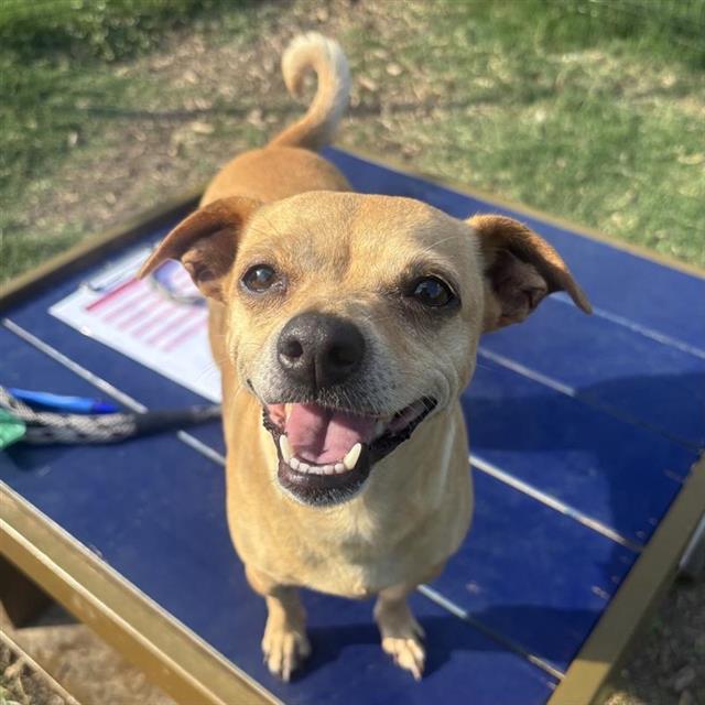 adoptable Dog in San Antonio, TX named CHLOE