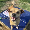 adoptable Dog in  named CHLOE