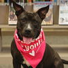 adoptable Dog in  named POSIE