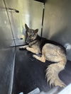 adoptable Dog in  named DOOBIE