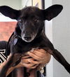 adoptable Dog in  named POPPY