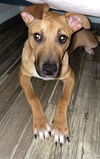 adoptable Dog in  named SKITTLES