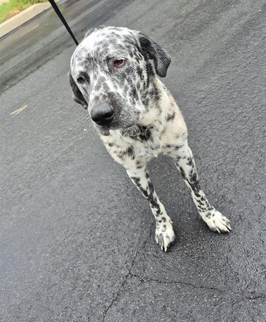 adoptable Dog in San Antonio, TX named STOLLO