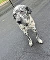 adoptable Dog in  named STOLLO