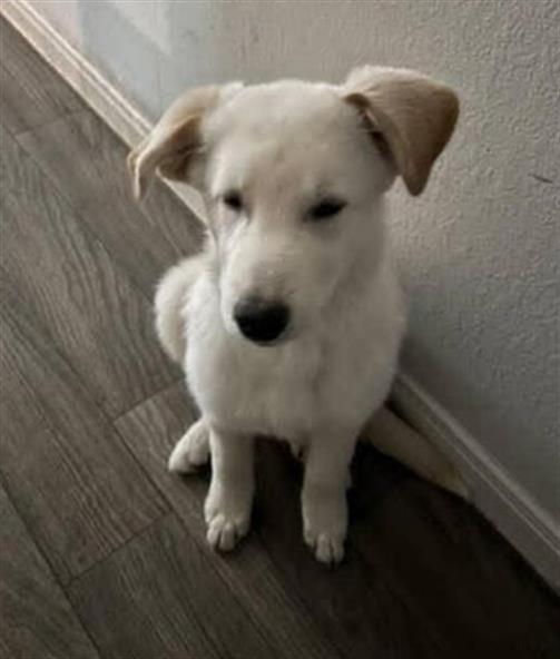 adoptable Dog in San Antonio, TX named RUDY