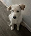 adoptable Dog in  named RUDY
