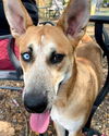 adoptable Dog in  named ATHENA