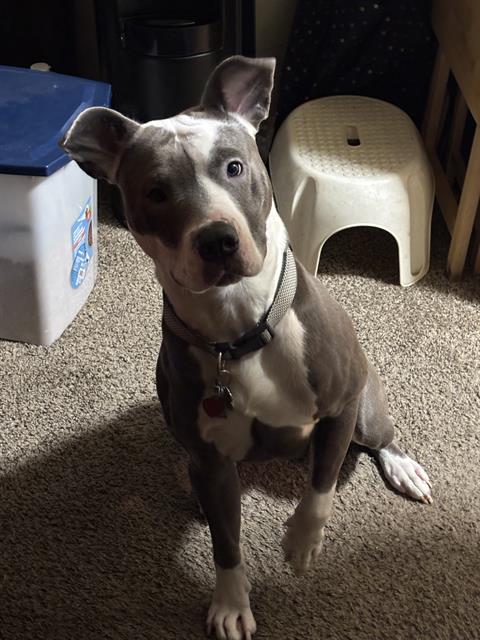 adoptable Dog in San Antonio, TX named ACE