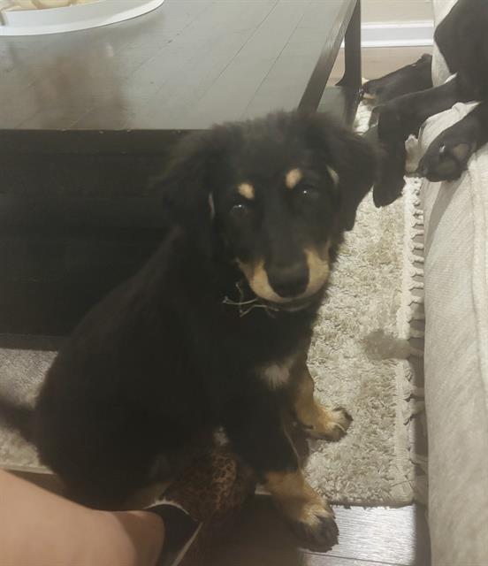 adoptable Dog in San Antonio, TX named BEAR