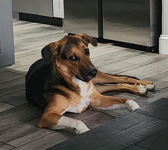 adoptable Dog in San Antonio, TX named MIKEY