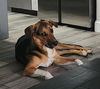 adoptable Dog in  named MIKEY