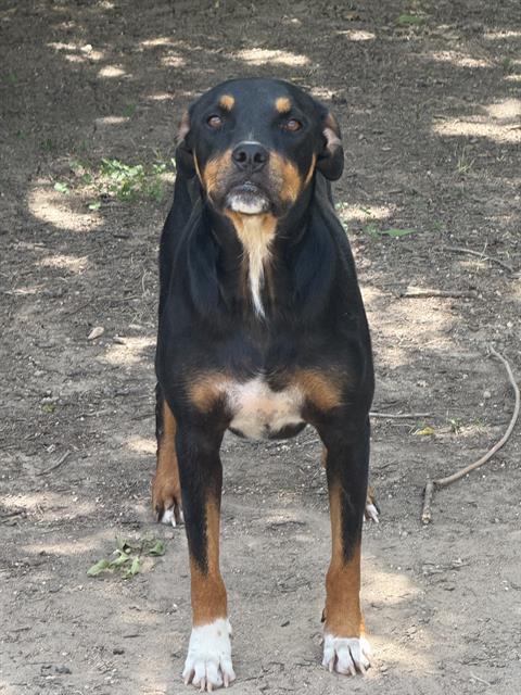 adoptable Dog in San Antonio, TX named KING