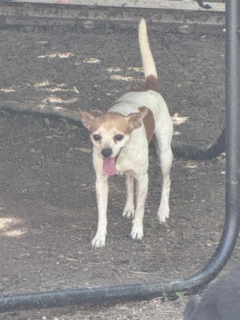 adoptable Dog in San Antonio, TX named ELLIE