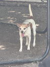adoptable Dog in  named ELLIE