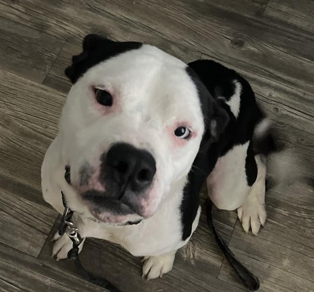 adoptable Dog in San Antonio, TX named PARTY