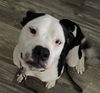 adoptable Dog in  named PARTY