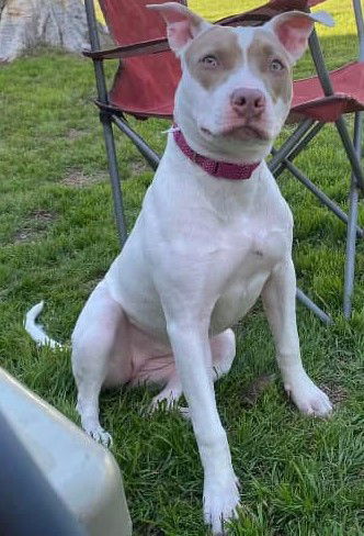 adoptable Dog in San Antonio, TX named LUNA