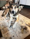 adoptable Dog in  named BLU