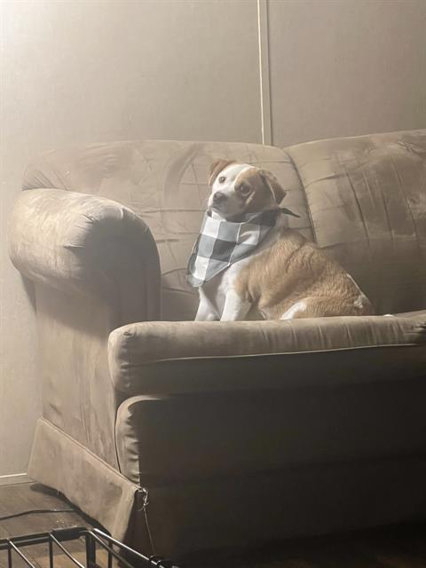 adoptable Dog in San Antonio, TX named COOPER