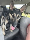adoptable Dog in  named ZUES
