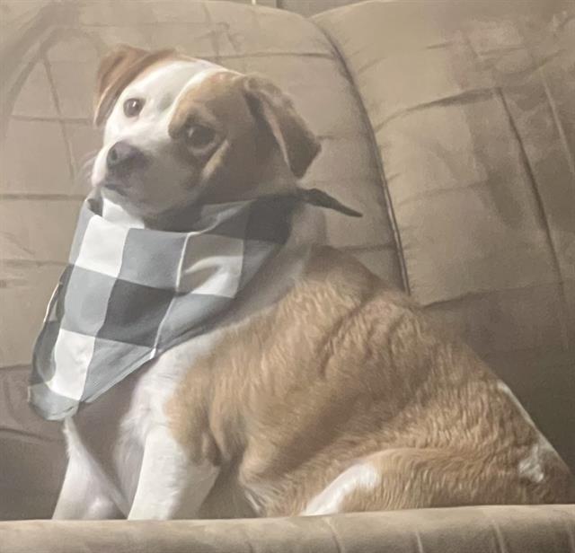 adoptable Dog in San Antonio, TX named COOPER