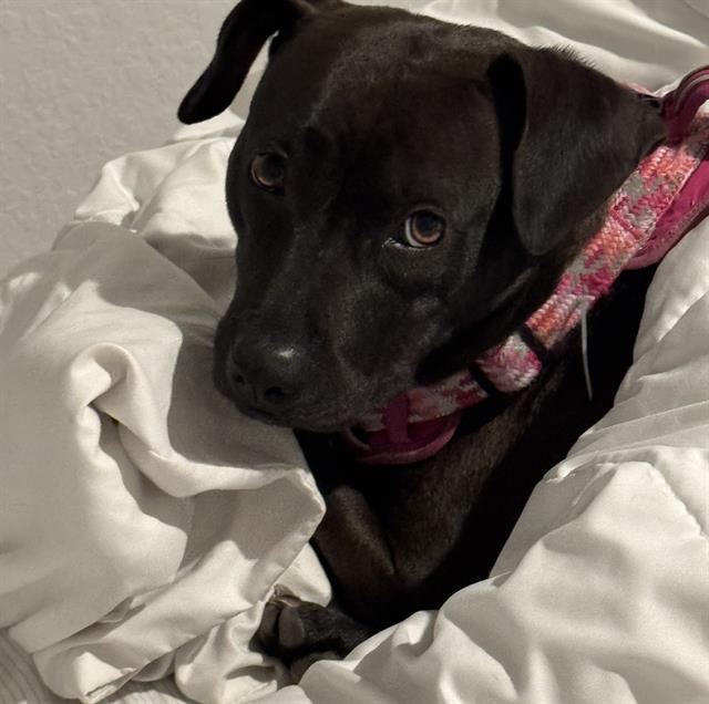 adoptable Dog in San Antonio, TX named ABBY
