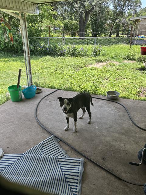 adoptable Dog in San Antonio, TX named TOMMIE
