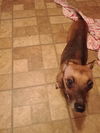 adoptable Dog in  named GINGER ANN