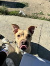 adoptable Dog in  named MAUI