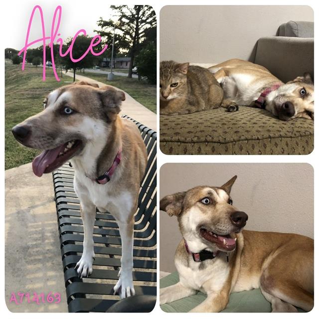 adoptable Dog in San Antonio, TX named ALICE