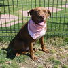 adoptable Dog in  named HAZEL