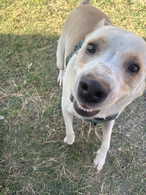 adoptable Dog in San Antonio, TX named PEARL