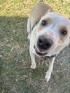 adoptable Dog in  named PEARL