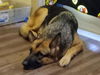 adoptable Dog in  named VENUS