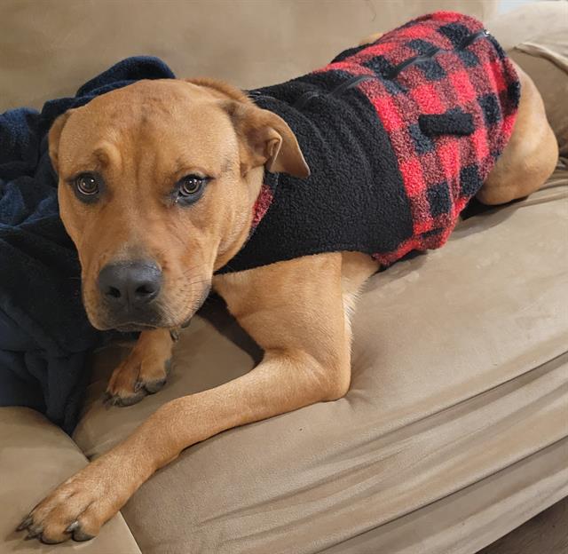 adoptable Dog in San Antonio, TX named ROCKY