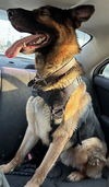 adoptable Dog in  named CHASE