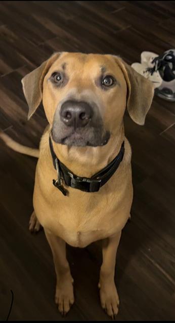 adoptable Dog in San Antonio, TX named BEAR
