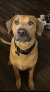 adoptable Dog in  named BEAR