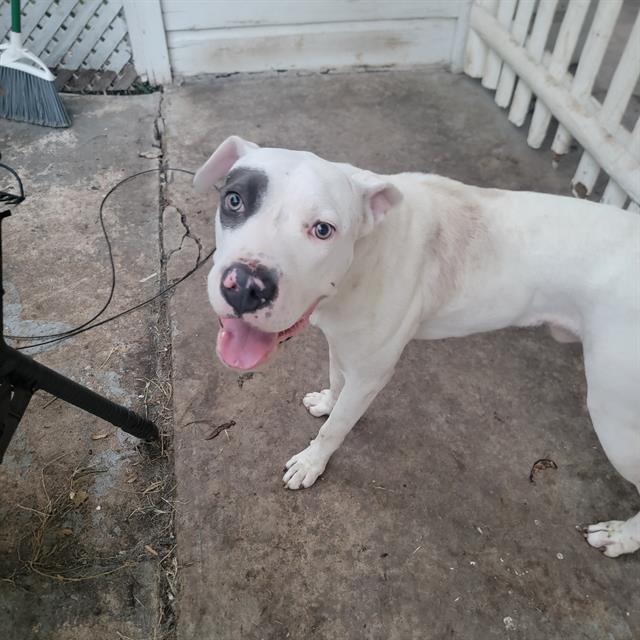 adoptable Dog in San Antonio, TX named GUERRO
